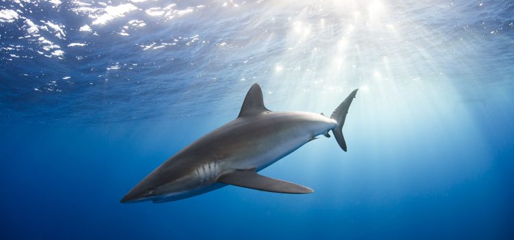 Australia Shark Safety 2026: Facts vs. Fiction for Students