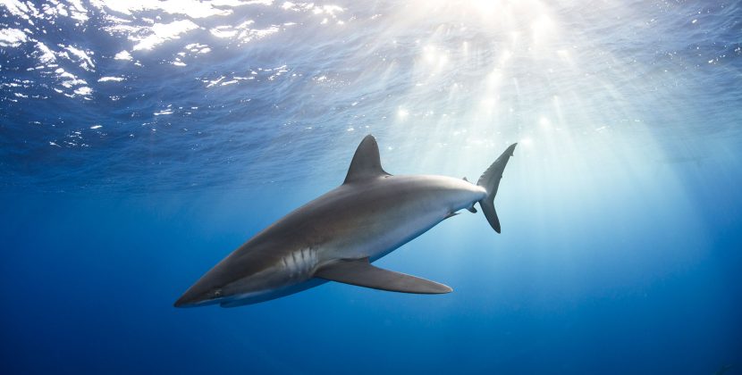 Australia Shark Safety 2026: Facts vs. Fiction for Students