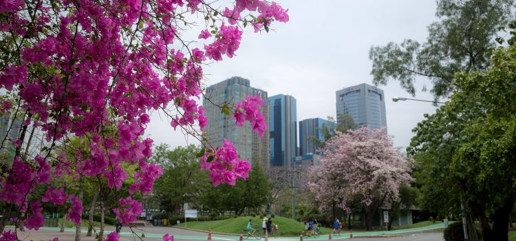 Adelaide University Merger: Best Suburbs Near the Super Campus