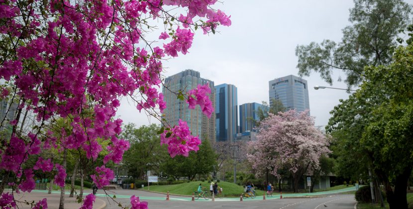 Adelaide University Merger 2026: Best Suburbs Near the Super Campus