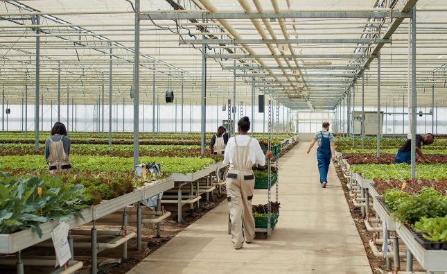 Horticulture & Landscaping Australia 2026: The "Green" Visa Pathway