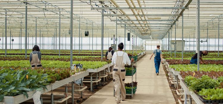 Horticulture & Landscaping Australia 2026: The “Green” Visa Pathway