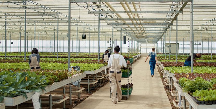 Horticulture & Landscaping Australia 2026: The "Green" Visa Pathway