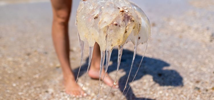 Bluebottle & Jellyfish Sting Treatment: Australia Safety Guide