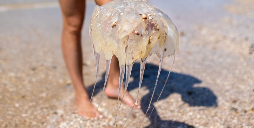 Bluebottle & Jellyfish Sting Treatment: Australia Safety Guide