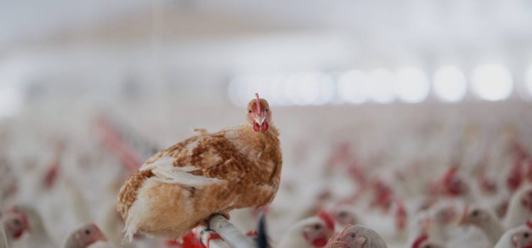 From $12 Chickens to $4 Feasts: The 7:30 PM Rule in Action (2026)