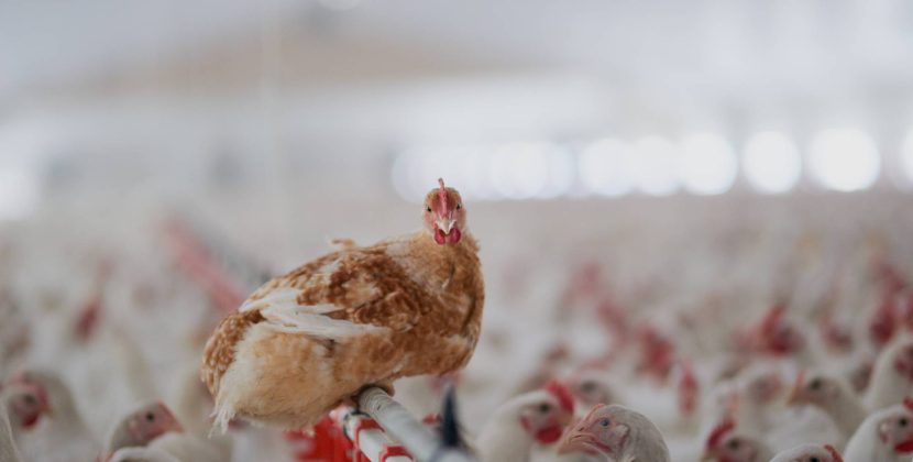 From $12 Chickens to $4 Feasts: The 7:30 PM Rule in Action (2026)